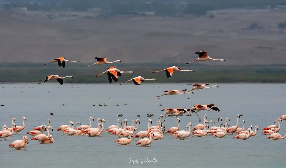 Flamencos en Lima. Foto: Jesús Dulanto