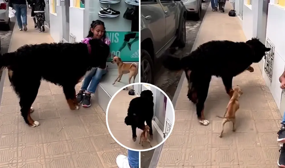 Chihuahua se enfrentó a un gran danés, que lo olfateó en plena calle. Foto: composición LOL/captura de Instagram/@petl.over8860