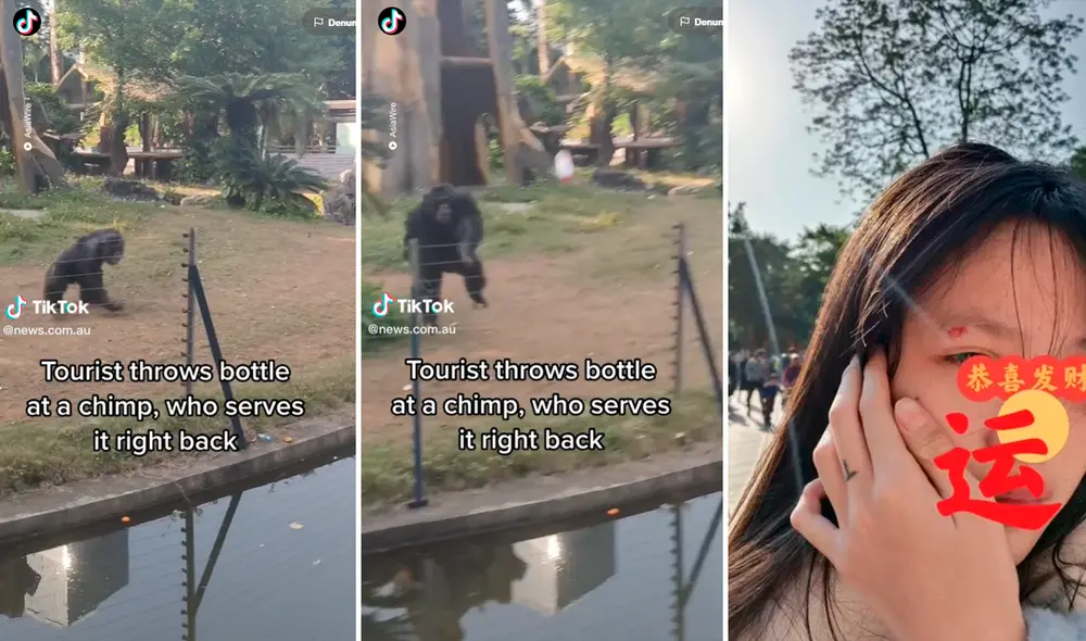 Las imágenes del chimpancé furioso llamaron la atención de más de 4,5 millones de cibernautas.