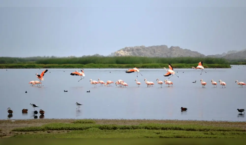 Tacna. Humedales en Ite. Foto: Southern