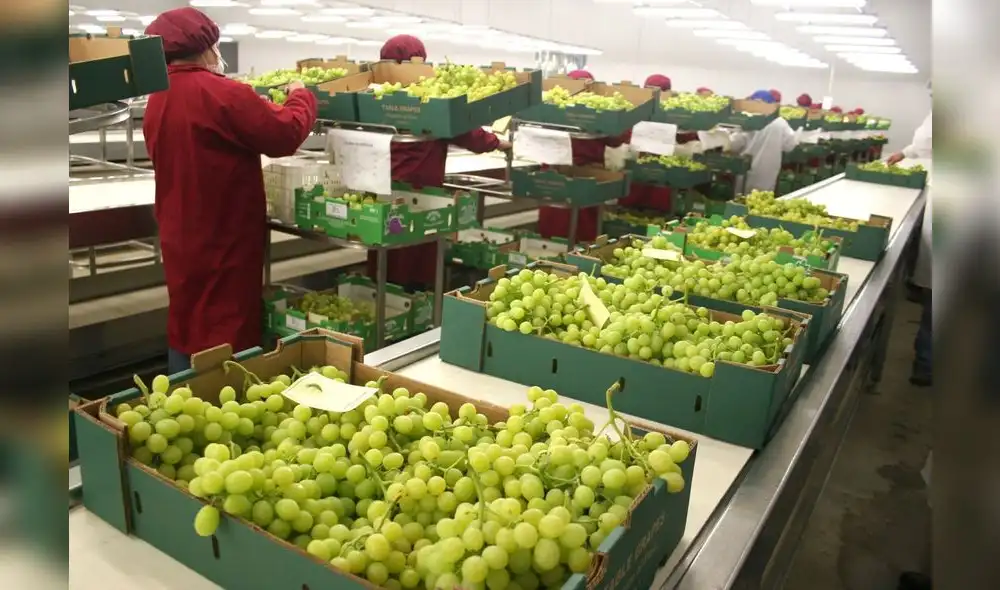 Midagri: el 35% de las agroexportaciones estaría en riesgo por protestas Midagri: el 35% de las agroexportaciones estaría en riesgo por protestas