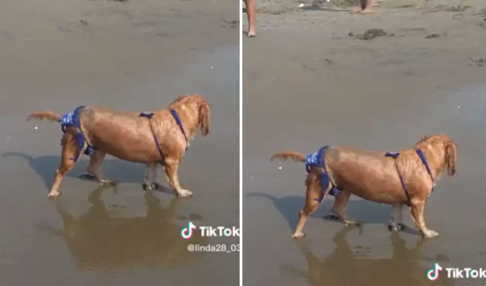 Miles quedaron impresionados con este video viral. Foto: composición LR/TikTok
