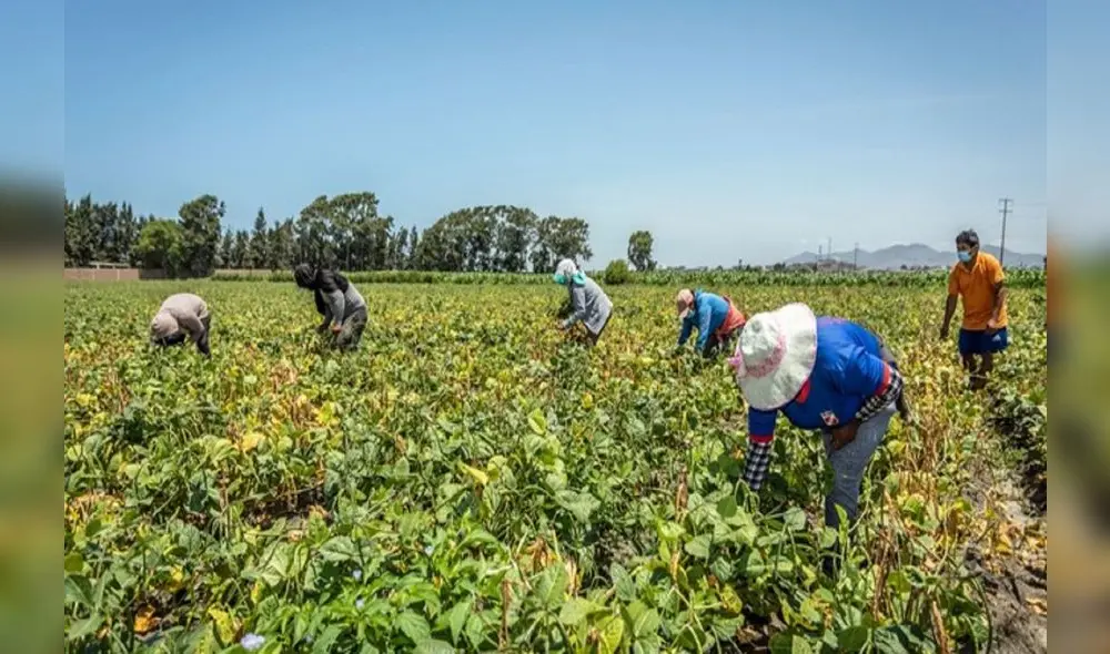En su discurso, la ministra resaltó la labor de los 2,2 millones de pequeños productores en la provisión de alimentos. Foto: Midagri