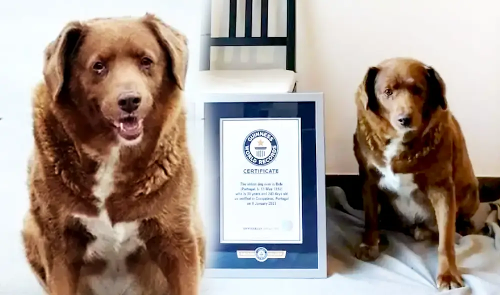 Bobi es el perro más viejo de la historia y vive en nuestro tiempo. Foto: composición LR/Récord Guinness