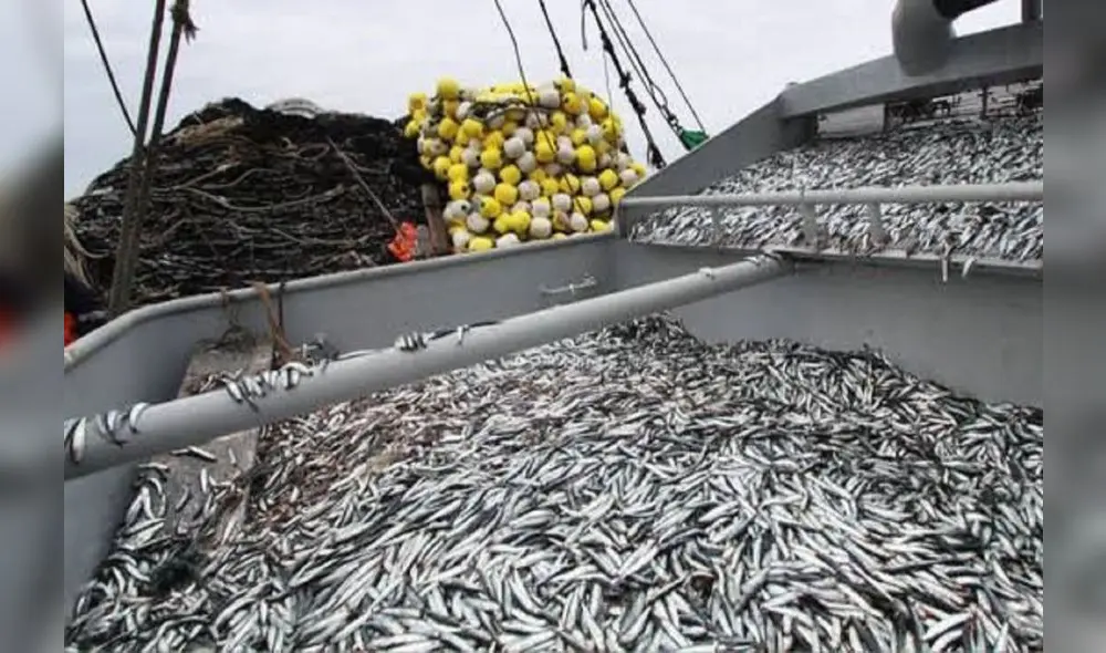 Este domingo culmina la segunda temporada de pesca de anchoveta del 2022. Foto: Andina