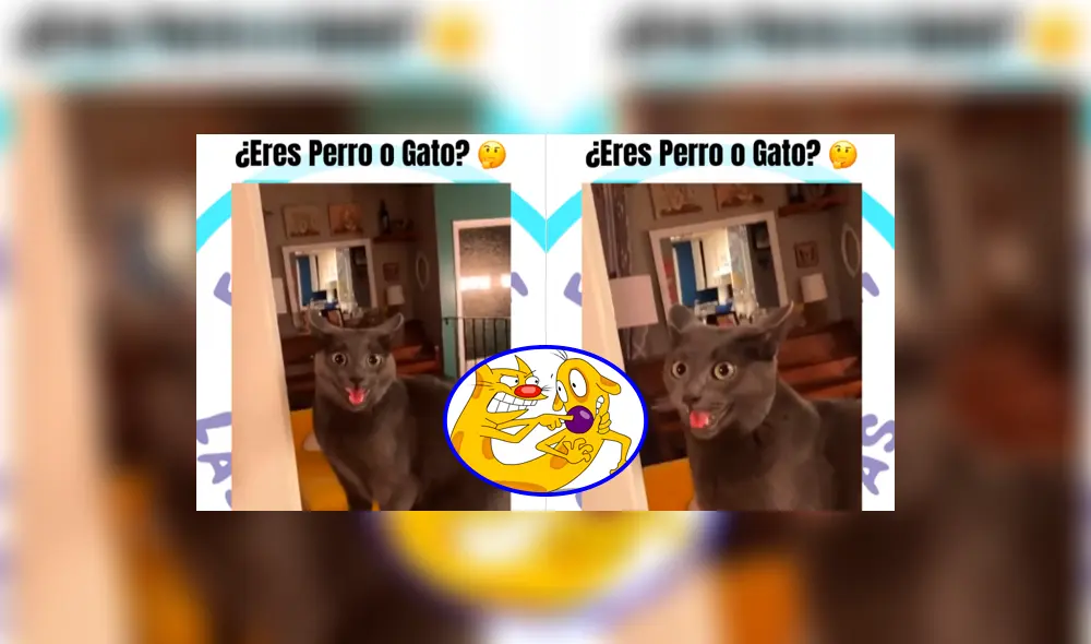 El gatito se vio con la clásica expresión facial de los perros. Foto: composición LR/Captura Instagram/@clubdelasmascotasoficial El gatito se vio con la clásica expresión facial de los perros. Foto: composición LR/Captura Instagram/@clubdelasmascotasoficial