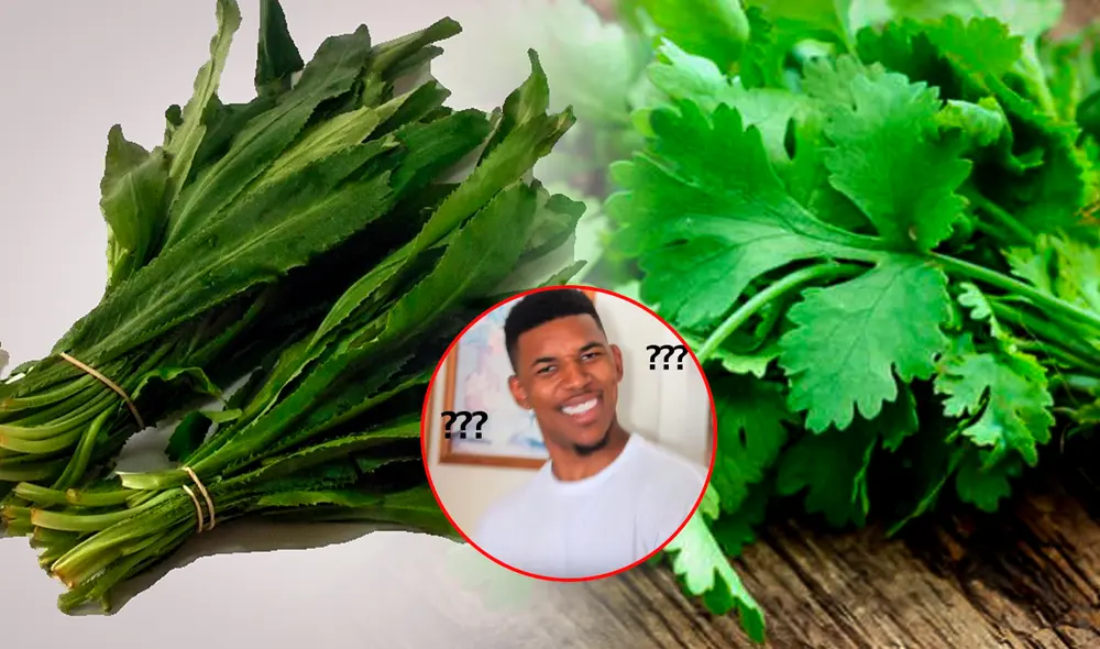 ¿Cuál es la diferencia entre culantro y cilantro? Foto: composición LR/Tumercadoperú/difusión