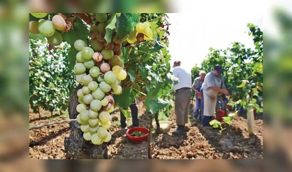 Cascas es una zona de producción vitivinícola. Foto: agraria.pe