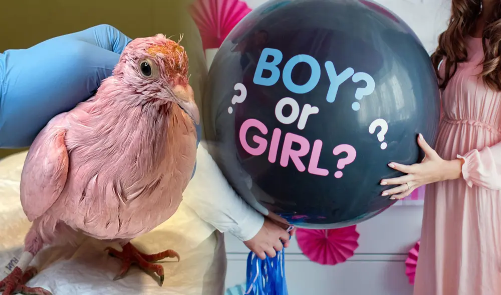 El animal fue hallado con notario desgaste en su salud y sin ganas de comer. Foto: composición LR/Wild Bird Fund/Telemundo El animal fue hallado con notario desgaste en su salud y sin ganas de comer. Foto: composición LR/Wild Bird Fund/Telemundo