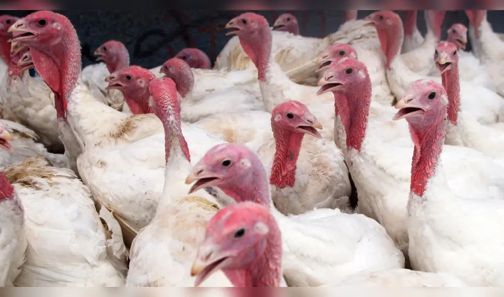 El Senasa activó el cerco epidemiológico para frenar el contagio de gripe aviar en aves de corral. Foto: La República