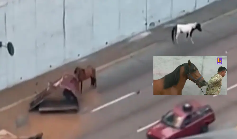 El équido pequeño tiene un corte en la pata trasera. Foto: captura Latina Noticias