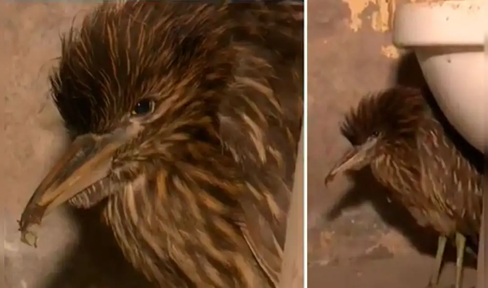 El ave lleva 2 días sin ingerir alimentos. Foto: captura de ATV