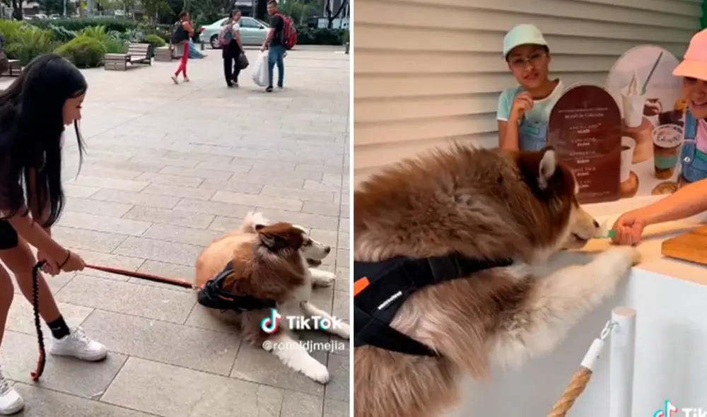 La traviesa conducta del perrito hizo reír a miles en las redes sociales. Foto: composición LR/TikTok La traviesa conducta del perrito hizo reír a miles en las redes sociales. Foto: composición LR/TikTok