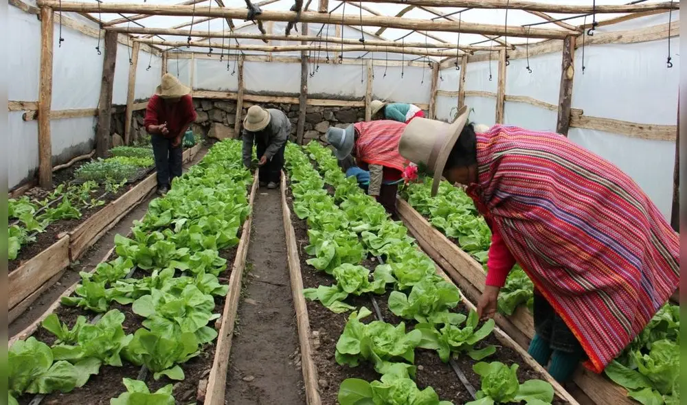 Foncodes: Haku Wiñay prevé alcanzar a más de 36.513 hogares entre 2023 y 2026