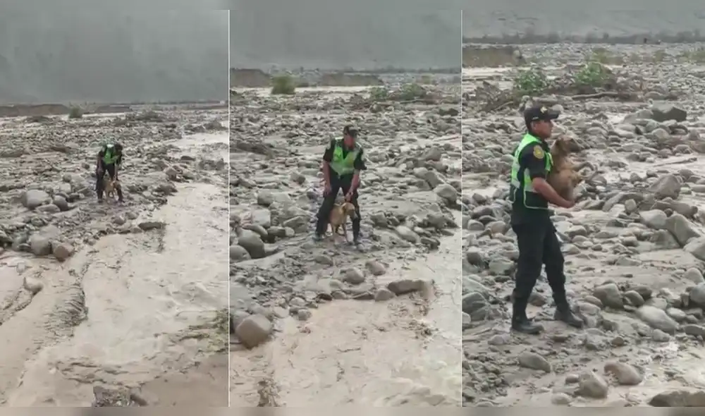 Efectivos de la PNP rescataron a perrito en Arequipa. Foto: captura de video/PNP