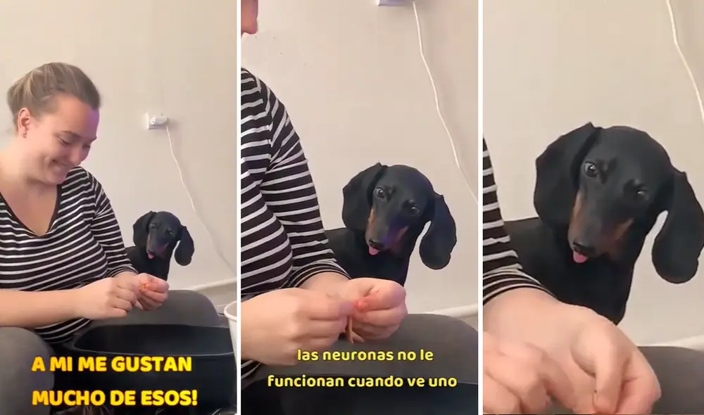 Perrito sachicha está 'enamorado' de la comida. Foto: composición LOL/Instagram/@GatitosYPerritosChidos Perrito sachicha está 'enamorado' de la comida. Foto: composición LOL/Instagram/@GatitosYPerritosChidos