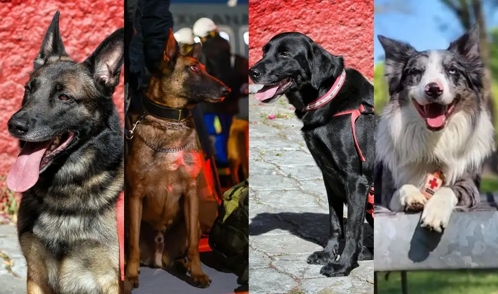 Rex, Ekco, July y Balam forman parte del equipo de perritos rescatistas que irán a Turquía. Foto: composición LR/@CruzRojaPue/@m_ebrard/Twitter