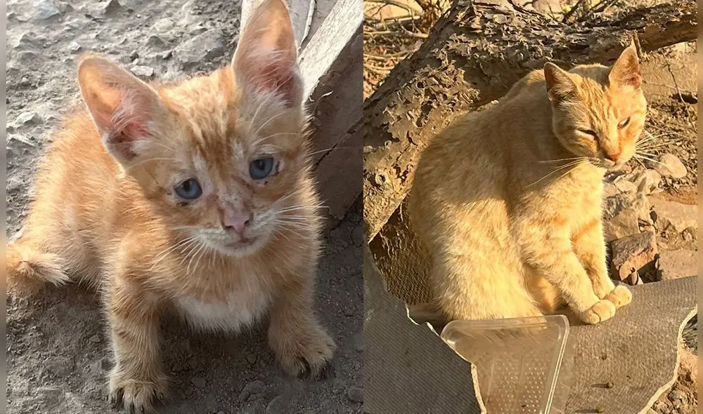 Solicitan ayuda para más de 20 gatos abandonados al borde de un río en Cercado de Lima. Foto: difusión Solicitan ayuda para más de 20 gatos abandonados al borde de un río en Cercado de Lima. Foto: difusión