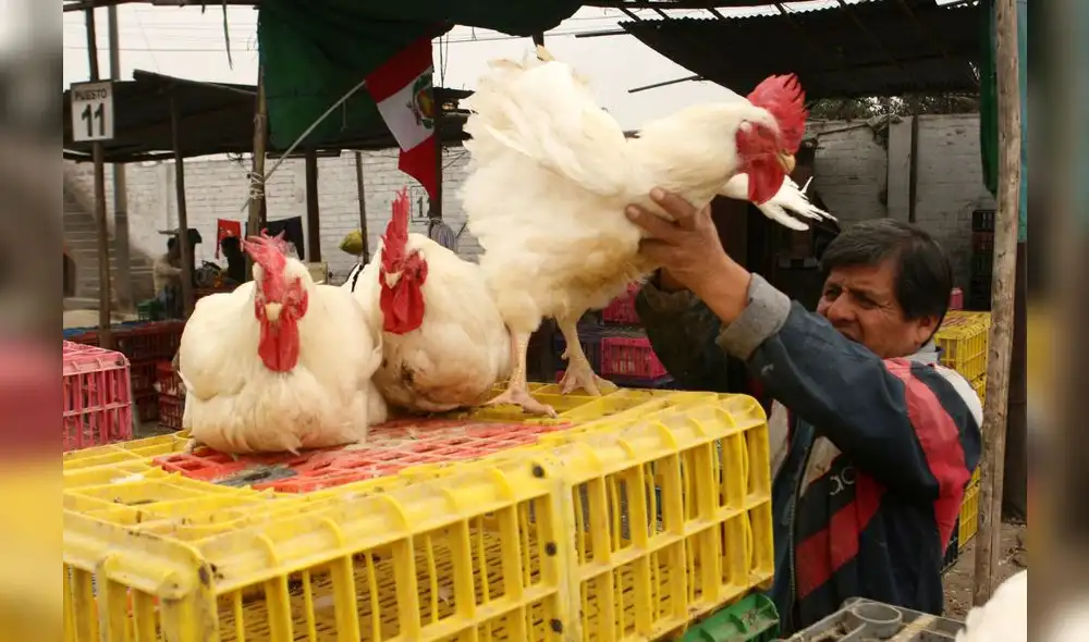 Avícolas en crisis. La crianza de pollos está afectada por las protestas. Los insumos provenientes de Bolivia no ingresan por las carreteras bloqueadas. Foto: La República Avícolas en crisis. La crianza de pollos está afectada por las protestas. Los insumos provenientes de Bolivia no ingresan por las carreteras bloqueadas. Foto: La República