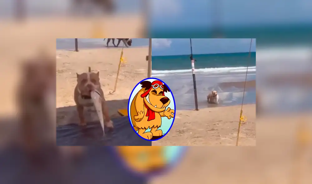 El tierno pitbull caminó con estilo sosteniendo el pez que capturo. Foto: composición LR/captura Instagram/@mycutepitbull El tierno pitbull caminó con estilo sosteniendo el pez que capturo. Foto: composición LR/captura Instagram/@mycutepitbull