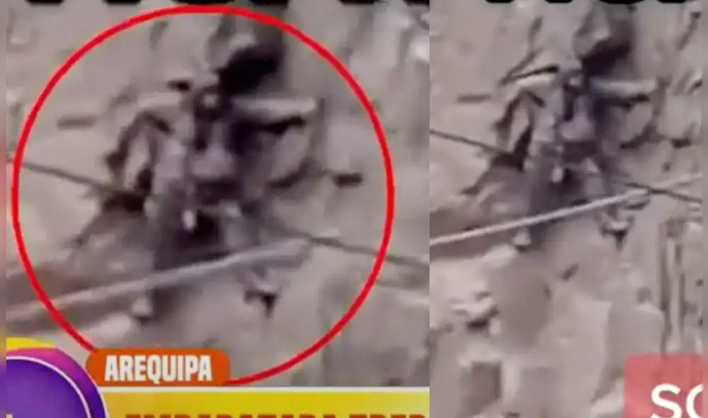 Huaico se suscito en Arequipa. Foto: captura de TikTok/ royanibal7/ ATV