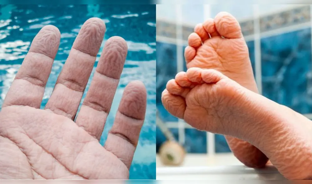 Manos y pies arrugados tras haber estado en contacto con el agua. Foto: composición LR/ Salud180