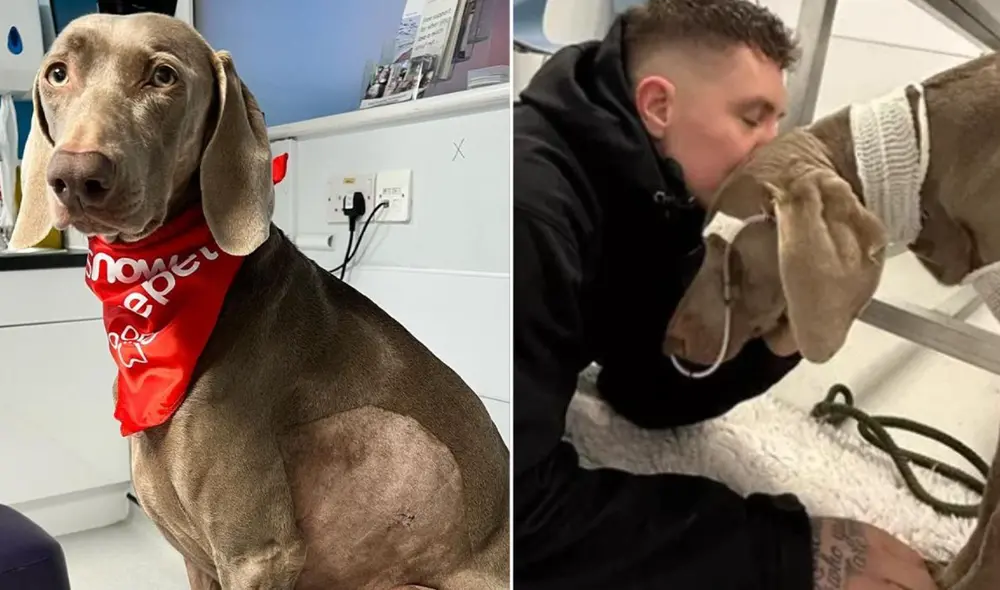 Según contó el joven, Rambo ya se encuentra en casa rodeado de amor y cuidados. Foto: Instagram/@jaxryderfeeley/GoFundMe