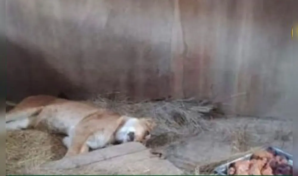 Leona de zoológico perece a consecuencia de la gripe aviar. Foto: Huanca York Times