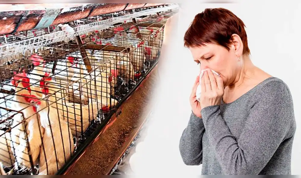 El Minsa señaló que las personas que hayan manipulado aves enfermas y presenten síntomas deben acudir a los establecimientos de salud. Foto: composición El Popular