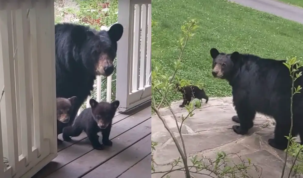A Conley le alegra mucho volver a ver no solo a la osa, sino también a sus crías, que están más grandes y sanas. Foto y video: Patrick Conley/YouTube A Conley le alegra mucho volver a ver no solo a la osa, sino también a sus crías, que están más grandes y sanas. Foto y video: Patrick Conley/YouTube