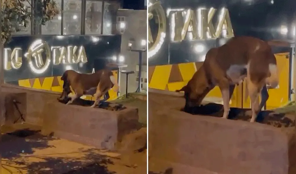 Miles de usuarios sintieron lastima por el gatito fallecido. Foto: composición de LR/YouTube/Gatitos y Perritos Chidos Miles de usuarios sintieron lastima por el gatito fallecido. Foto: composición de LR/YouTube/Gatitos y Perritos Chidos