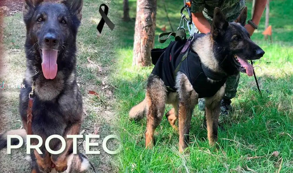 La noticia de la muerte de Proteo se dio a conocer en las redes sociales de la dependencia. Foto: compocisión LR/TikTok/SedenaMX La noticia de la muerte de Proteo se dio a conocer en las redes sociales de la dependencia. Foto: compocisión LR/TikTok/SedenaMX