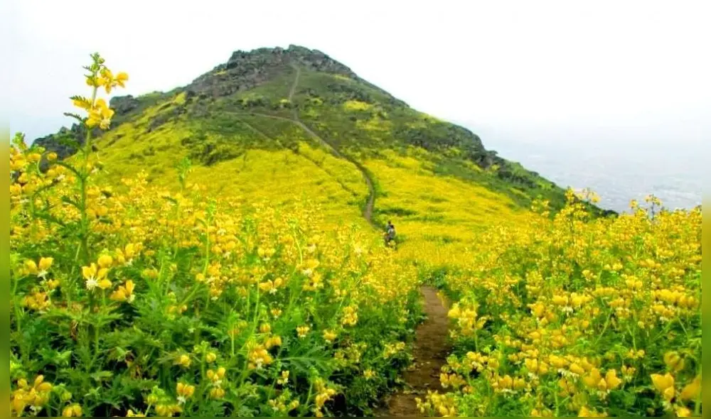 Algunas de las lomas pertenecen al área de conservación regional del Sistema de Lomas de Lima. Foto: Pólemos