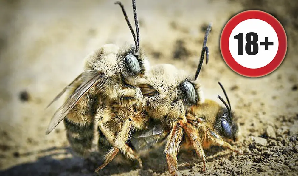 Durante el apareamiento, las abejas mueren de una forma muy dolorosa y casi instantánea. ¿Por qué les ocurre esto durante el sexo? Foto: composición LR/Wallpaper Flare/Freepik