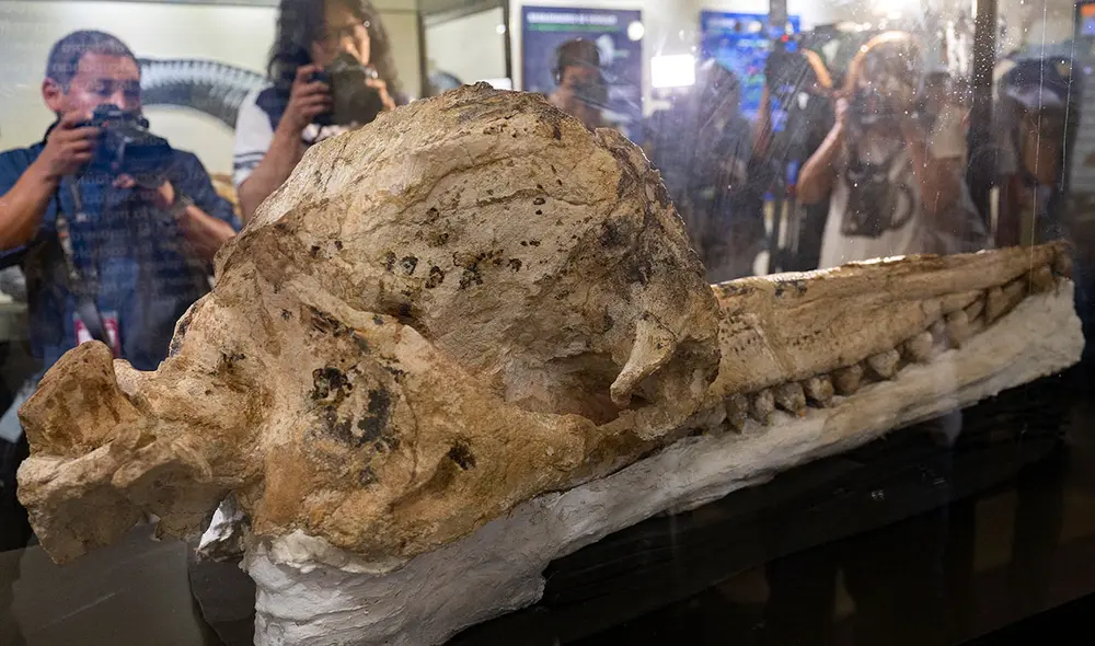 Periodistas fotografían el cráneo de cachalote hallado en el desierto de Ocucaje, Perú. Foto: AFP