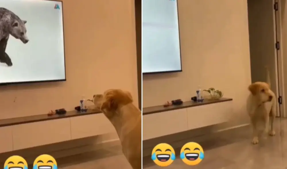 Miles de usuarios no han parado de reír con esta escena. Foto: composición LR/TikTok Miles de usuarios no han parado de reír con esta escena. Foto: composición LR/TikTok