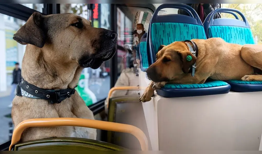 Boji supera los 256.000 seguidores en Instagram y Twitter. Foto: composición LOL/captura de Instagram/Getty Images Boji supera los 256.000 seguidores en Instagram y Twitter. Foto: composición LOL/captura de Instagram/Getty Images