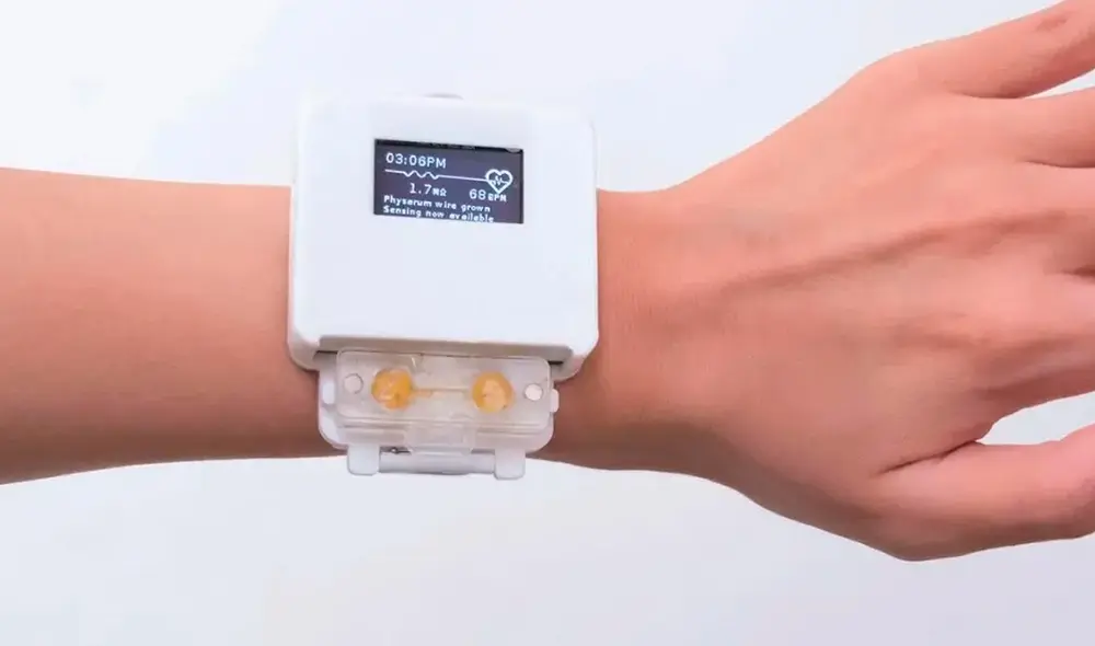 Crean smartwatch sin batería que solo funciona si cuidas los organismos vivos que contiene. Foto: composición LR/University of Chicago's Human Computer Integration Lab