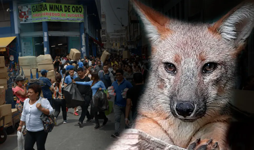 Run Run: zorrito fue víctima el tráfico ilegal de animales. Foto: composición LR/LR/Andina