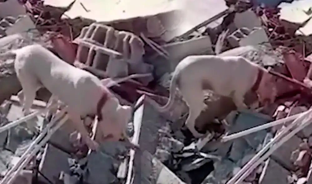 El clip ya tiene más de 100.000 vistas en Twitter. Foto: @hispanatolia/Twitter El clip ya tiene más de 100.000 vistas en Twitter. Foto: @hispanatolia/Twitter