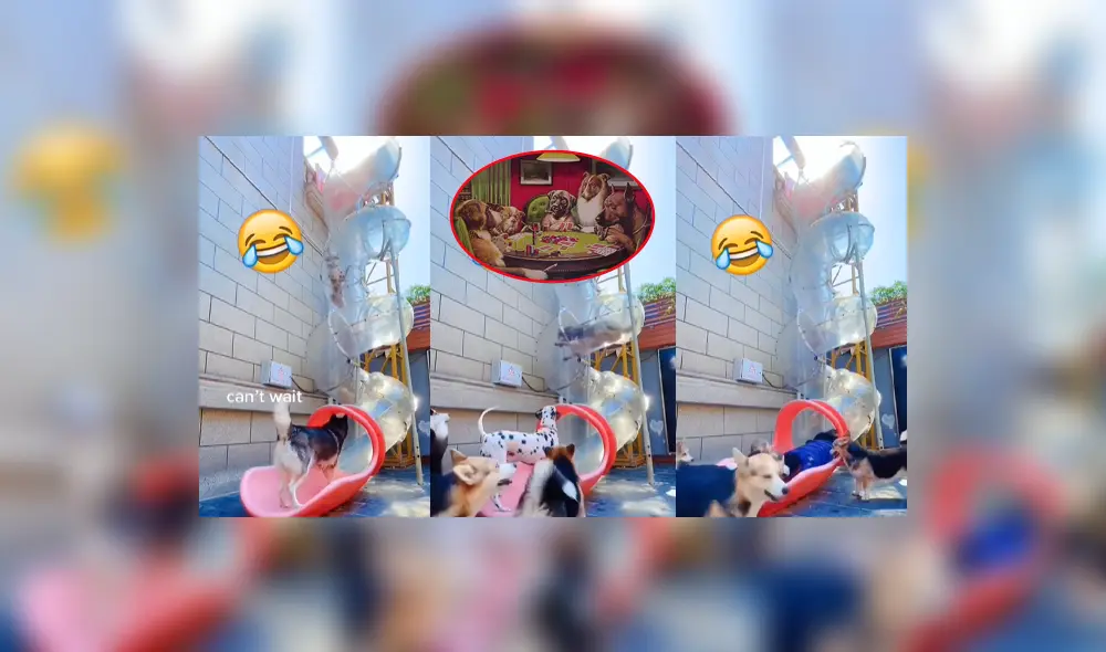 Cada perrito tuvo que pasar por las vueltas del tobogán. Foto: composición LR/@thehuskyofsiberia