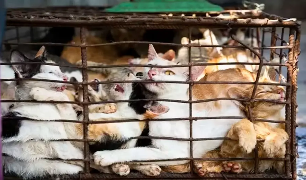 En Vietnam está permitido el consumo de carne de perro y gato, siempre que los vendedores respeten la normativa sanitaria. Foto: cactus24.com En Vietnam está permitido el consumo de carne de perro y gato, siempre que los vendedores respeten la normativa sanitaria. Foto: cactus24.com