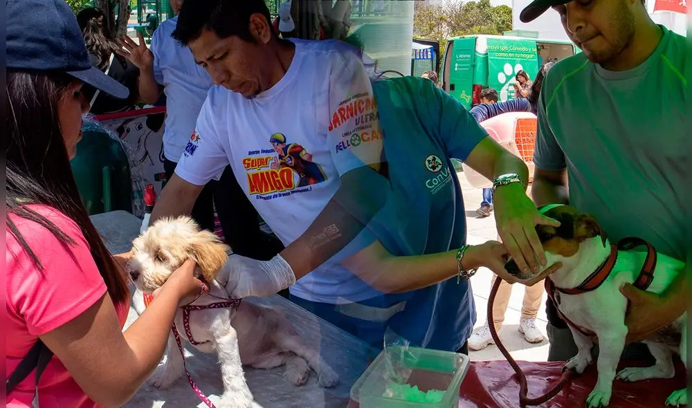 Campaña veterinaria durará 2 días. También habrá una feria de mascotas con productos para tu engreído. Foto: Composición LR / Fundación Rayito Campaña veterinaria durará 2 días. También habrá una feria de mascotas con productos para tu engreído. Foto: Composición LR / Fundación Rayito