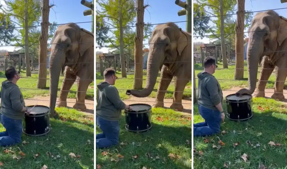 El video se hizo viral en todas las redes sociales. Foto: composición LR/captura de TikTok/@elephantzparadise El video se hizo viral en todas las redes sociales. Foto: composición LR/captura de TikTok/@elephantzparadise