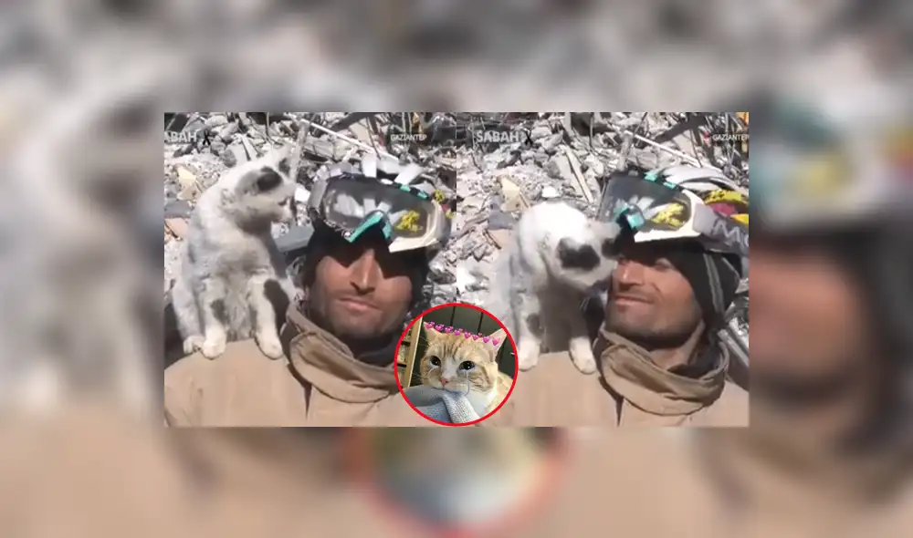 El gato demostró estar agradecido con su salvador. Foto: composición LR/@Gerashchenko_en El gato demostró estar agradecido con su salvador. Foto: composición LR/@Gerashchenko_en