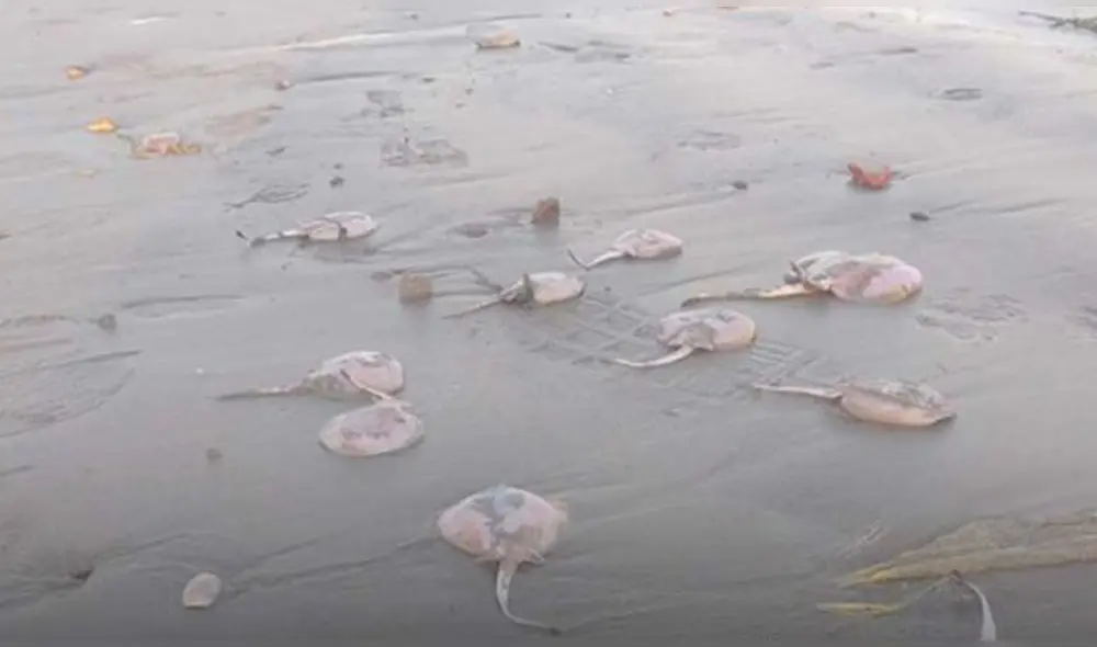 El suceso fue notificado por los ciudadanos de Paita. Foto: Diario El Tiempo