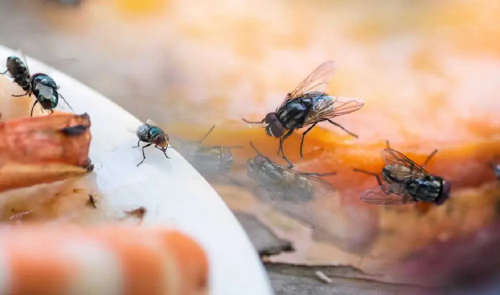 Las moscas pueden traer diversas enfermedades. Foto: Oxford Scientific Films Las moscas pueden traer diversas enfermedades. Foto: Oxford Scientific Films