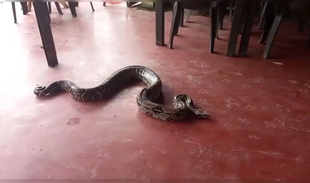 El restaurante está ubicado en el distrito de Sangani, Chanchamayo. Foto: Captura Video Jordan Lino