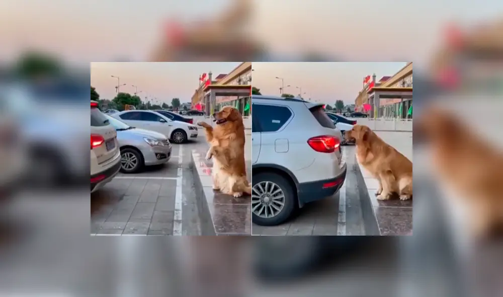 El tierno can demostró estar preparado para el trabajo. Foto: composición LR/Instagram/@goldenshero El tierno can demostró estar preparado para el trabajo. Foto: composición LR/Instagram/@goldenshero