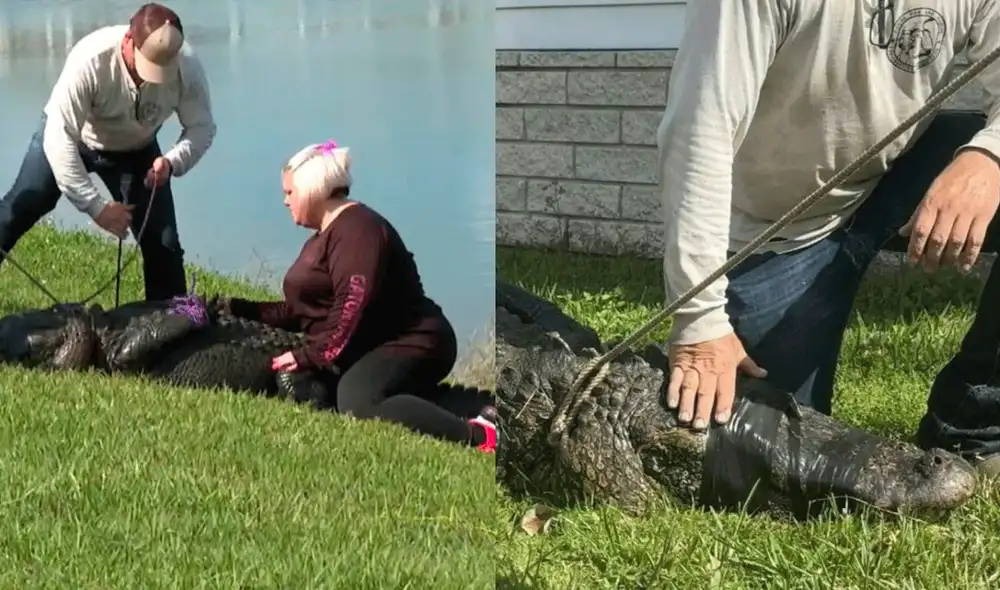 “El perro corría y mi vecina estaba en el suelo y un caimán le mordía la pierna y la arrastraba al agua”, contó Carol, una señora de 77 años que intentó salvarla. Foto: CNN / T13